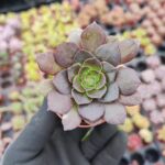 Aeonium arberoum black