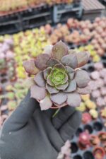 Aeonium arberoum black