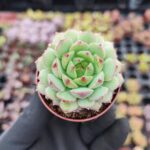 Echeveria derosa