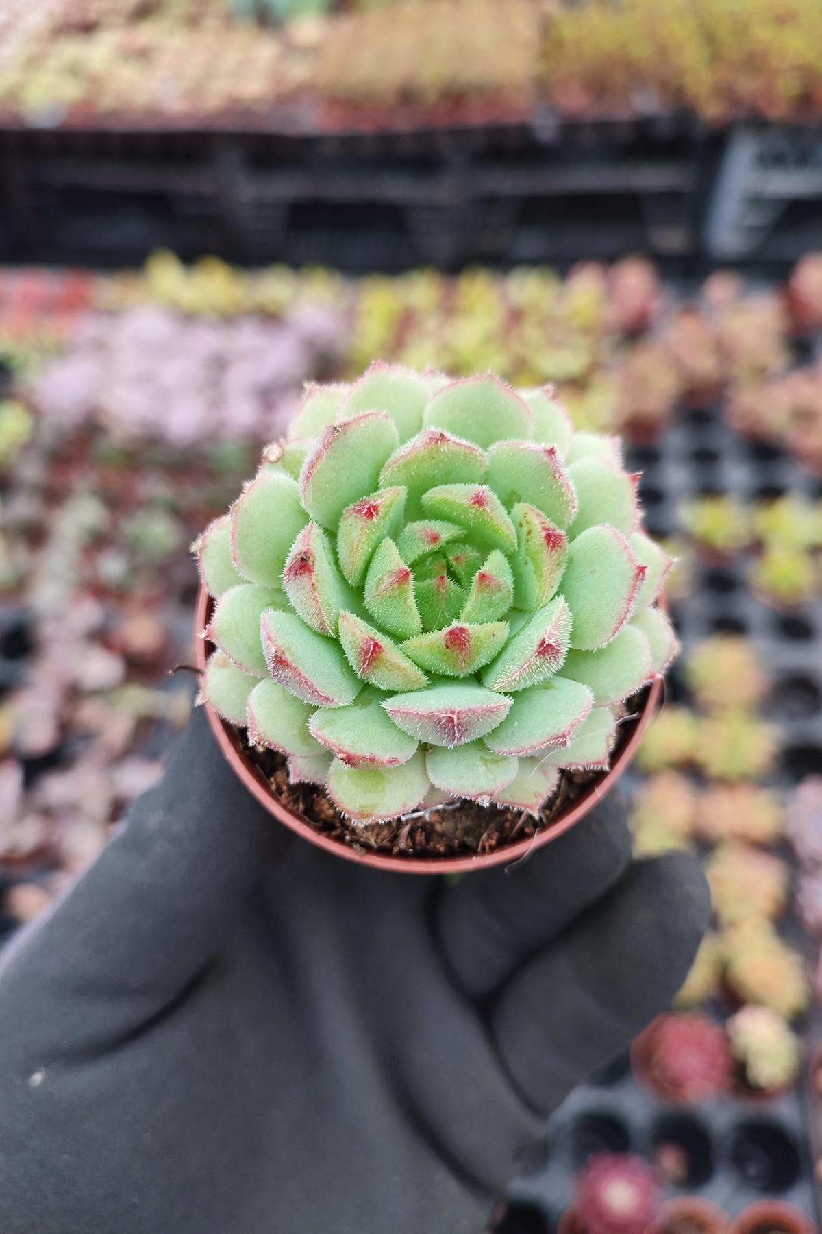 IMG_20260207_130207 Echeveria derosa - Görsel 1