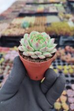 Echeveria derosa - Görsel 2