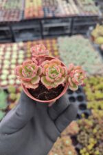 Echeveria victor Sukulent