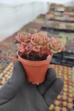 Echeveria victor Sukulent - Görsel 2