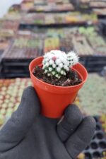 Mammillaria Gracilis cv. Oruga - Görsel 2
