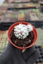 Mammillaria Gracilis cv. Oruga