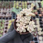 Graptopetalum mendozae