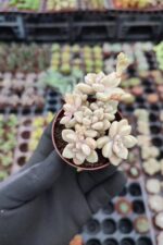 Graptopetalum mendozae