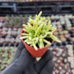 Rhipsalis salicornioides