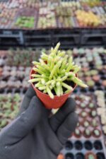 Rhipsalis salicornioides