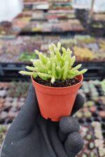 Rhipsalis salicornioides - Görsel 2