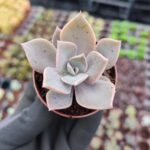 Echeveria fred ives