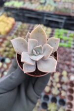 Echeveria fred ives