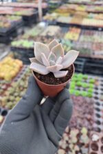 Echeveria fred ives - Görsel 2
