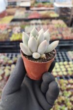 Pachyveria corvus - Görsel 2