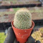 Mammillaria hahniana