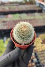 Mammillaria hahniana - Görsel 2