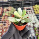 Adromischus mammillaris