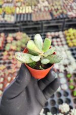 Adromischus mammillaris