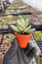 Adromischus mammillaris - Görsel 2