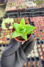 Aloe Brevifolia - Görsel 2