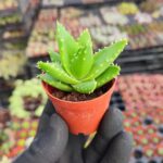 Aloe Brevifolia