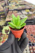 Aloe Brevifolia