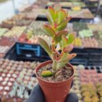 Crassula ovata
