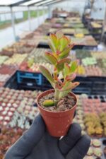 Crassula ovata