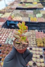 Crassula ovata - Görsel 2