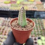 Stapelia angua (Bordo Dev Çiçekli)