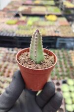 Stapelia angua (Bordo Dev Çiçekli)