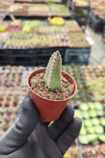Stapelia angua (Bordo Dev Çiçekli) - Görsel 3