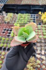 Kalanchoe Laetivirens - Görsel 2