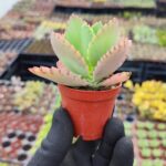 Kalanchoe Laetivirens