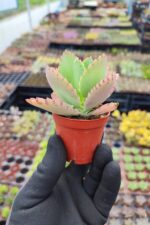 Kalanchoe Laetivirens