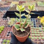 Crassula sarmentosa Variegata (Sarkan Tür)