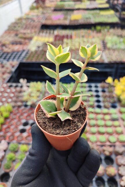 Crassula sarmentosa Variegata (Sarkan Tür)