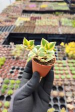 Crassula sarmentosa Variegata (Sarkan Tür) - Görsel 2