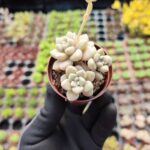 Graptopetalum mendozae