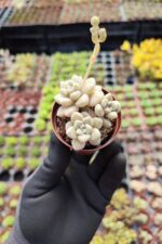 Graptopetalum mendozae