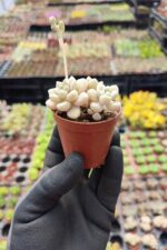 Graptopetalum mendozae - Görsel 2