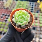 Echeveria derosa