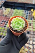 Echeveria derosa