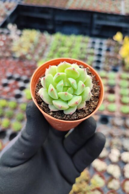Echeveria derosa