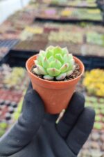 Echeveria derosa - Görsel 2