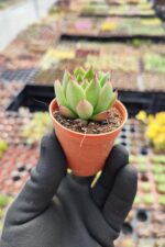 Agavoides Christmas - Görsel 2