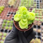 Plectranthus amboinicus küba kekiği (Kokulu Bitki)