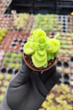 Plectranthus amboinicus küba kekiği (Kokulu Bitki)