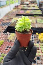 Plectranthus amboinicus küba kekiği (Kokulu Bitki) - Görsel 2