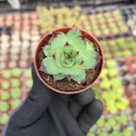 Sempervivum Sir William Lawrence